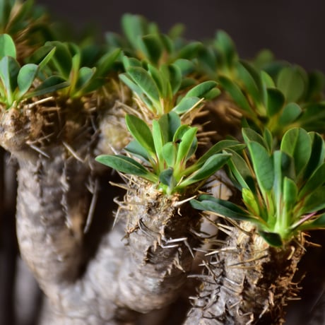 Euphorbia guillauminiana　ユーフォルビア ギラウミニアナ　発根済現地株 #2
