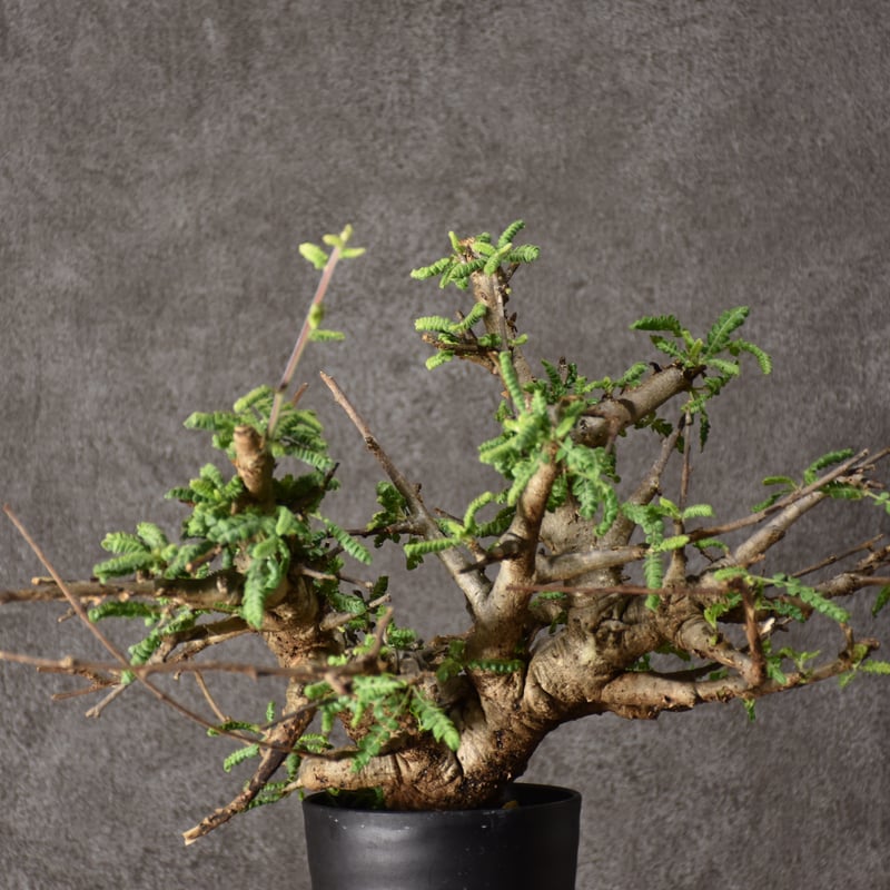 Boswellia neglecta ボスウェリア ネグレクタ 発根済現地株 #10 Boswellia neglecta ボスウェリア ネグレクタ 発根済現地株 #10