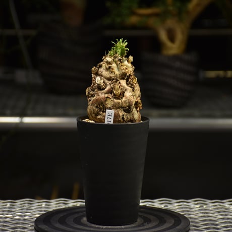 Euphorbia mlanjeana　ユーフォルビア ムランジーナ 発根済現地株 E63