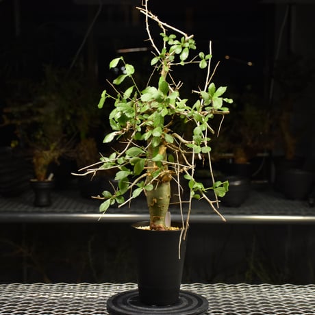Commiphora habessinica コミフォラ ハベシニカ 発根済現地株 H8