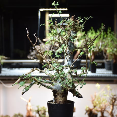 Commiphora holtziana コミフォラ ホルトジアナ 発根済現地株 #8