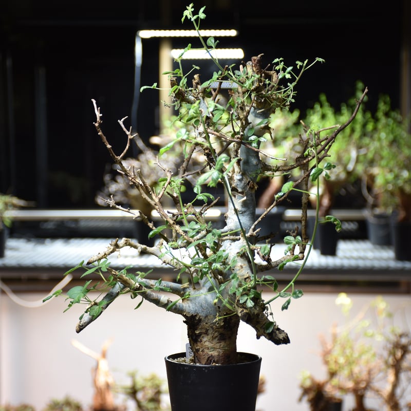 お買い得モデル Commiphora holtziana コミフォラ ホルトジアナ 発根済現地株 #8 塊根植物・コーデックス