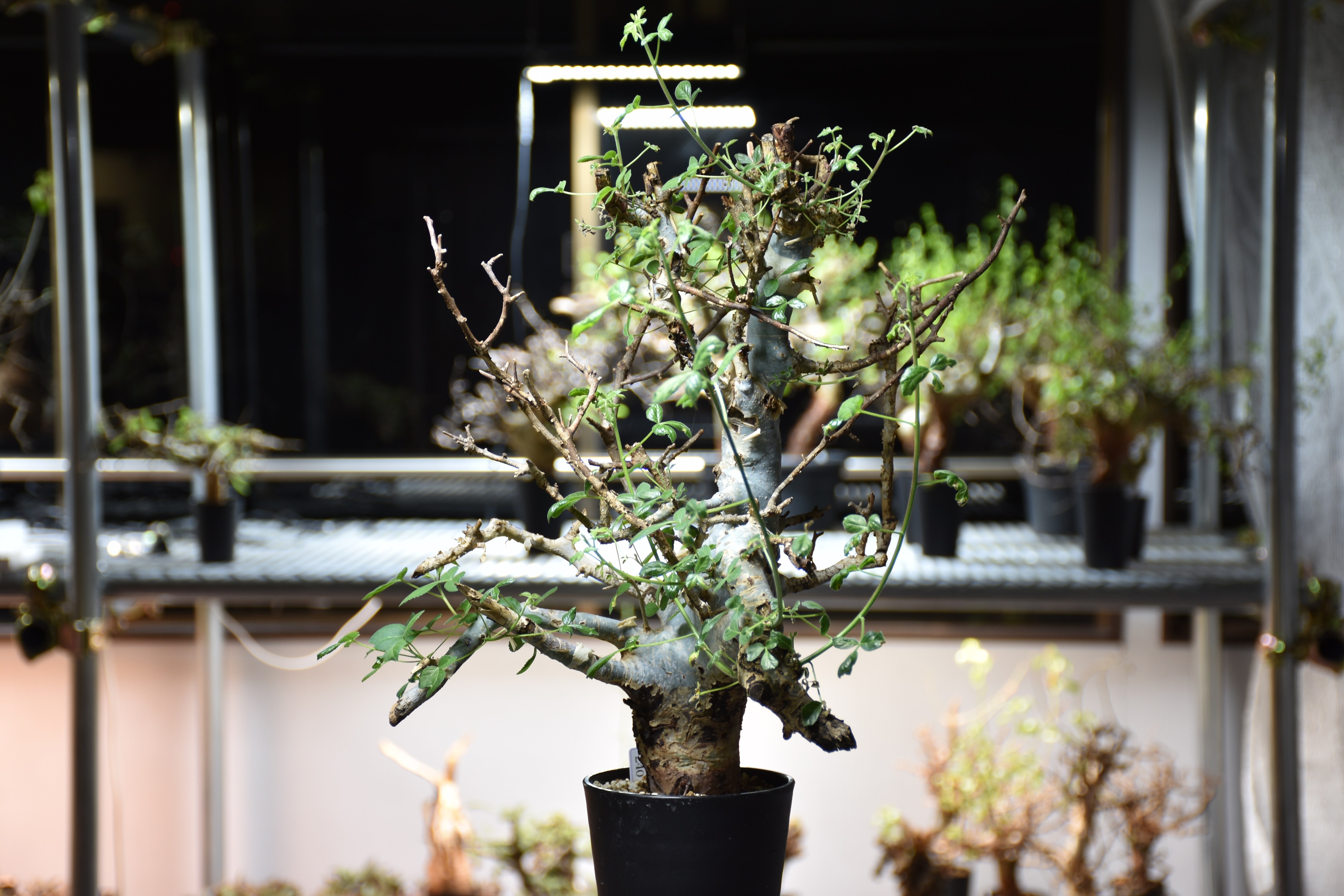 Commiphora holtziana コミフォラ ホルトジアナ 発根済現地株 #8 | B