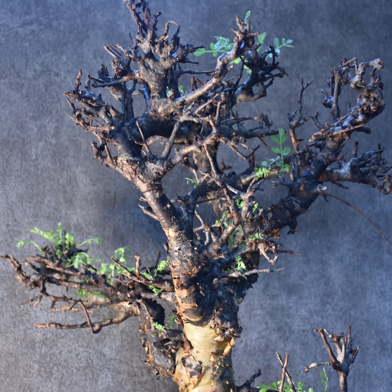 Commiphora pinnate leaves コミフォラ ピンネイトリーブス 発根済現地