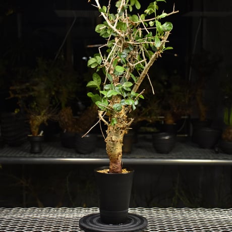 Commiphora habessinica コミフォラ ハベシニカ 発根済現地株 H7