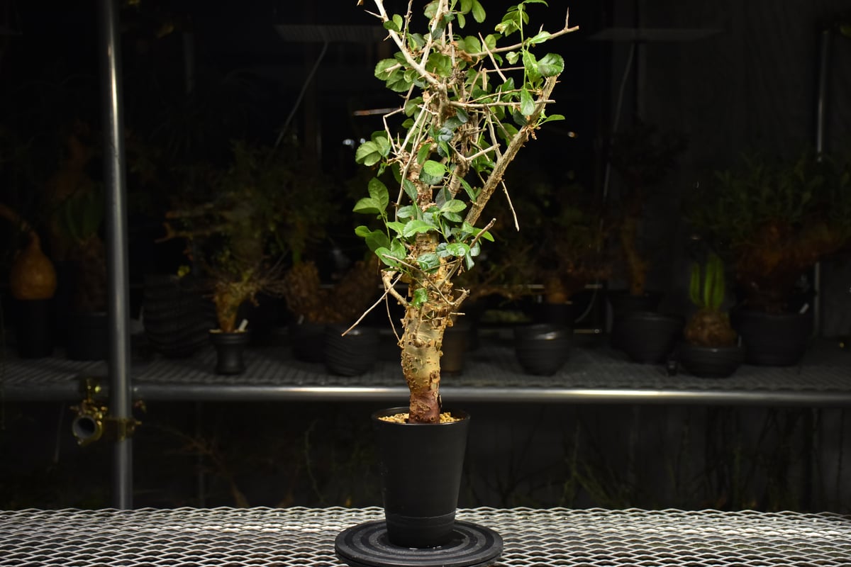 Commiphora habessinica コミフォラ ハベシニカ 発根済現地株 H7 |