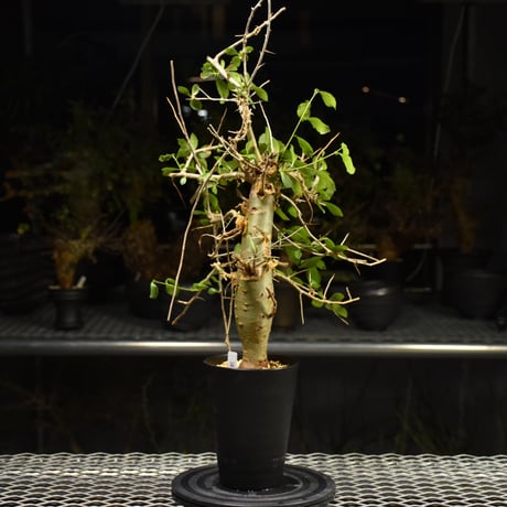 Commiphora habessinica コミフォラ ハベシニカ 発根済現地株 H8