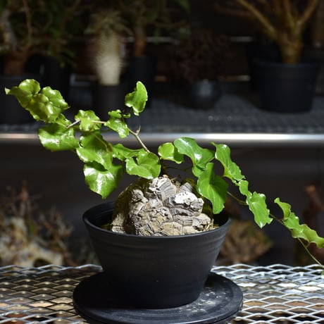 Dioscorea elephantipes ディオスコレア エレファンティペス アフリカ亀甲竜 発根済現地株 3
