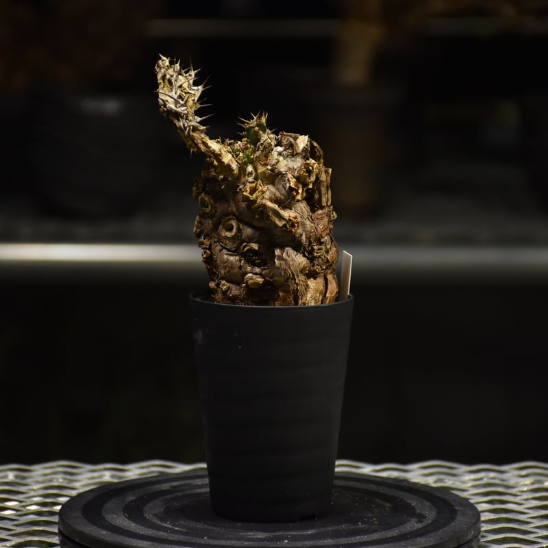 Euphorbia mlanjeana ユーフォルビア ムランジーナ 発根済現地株 I30 |