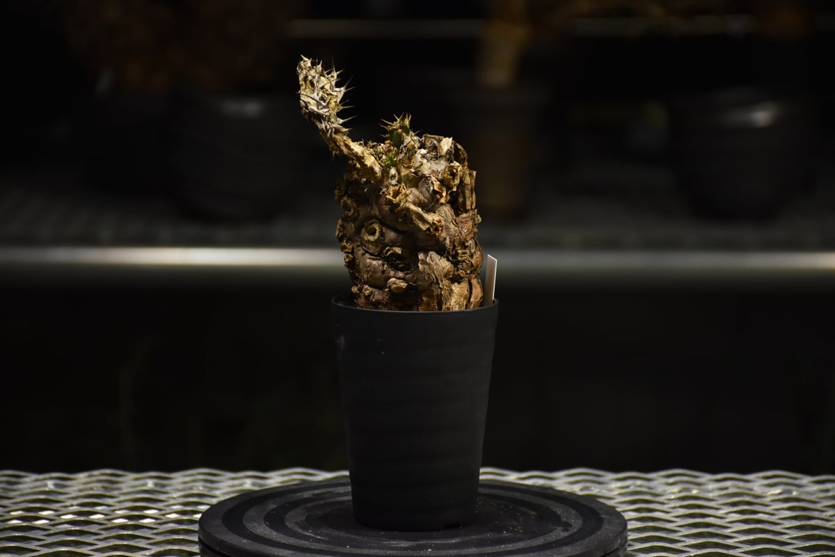 Euphorbia mlanjeana ユーフォルビア ムランジーナ 発根済現地株 I30 |