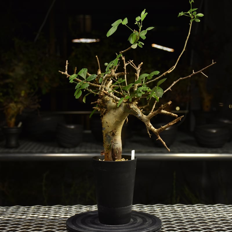 コミフォラ　ホルトジアナ　発根済み Commiphora holtziana コミフォラ ホルトジアナ 発根済現地株 H7