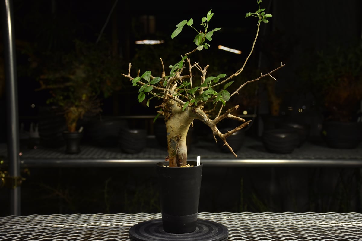 Commiphora holtziana コミフォラ ホルトジアナ 発根済現地株 H7 | B