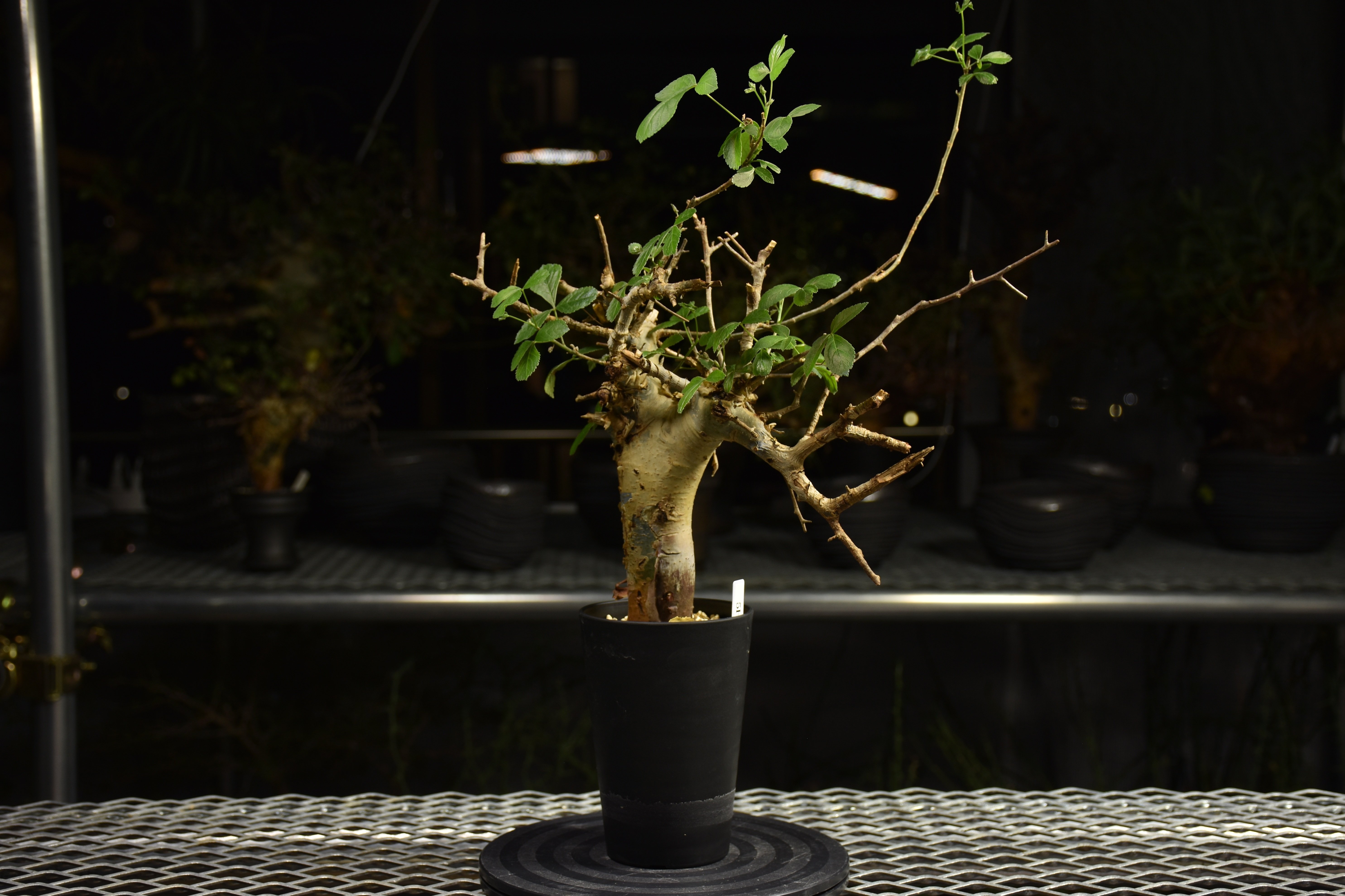 コミフォラ　ホルトジアナ　極太 Commiphora holtziana コミフォラ ホルトジアナ 発根済現地株 H7 | B