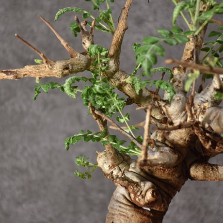 Boswellia neglecta　ボスウェリア ネグレクタ　発根済現地株　#9