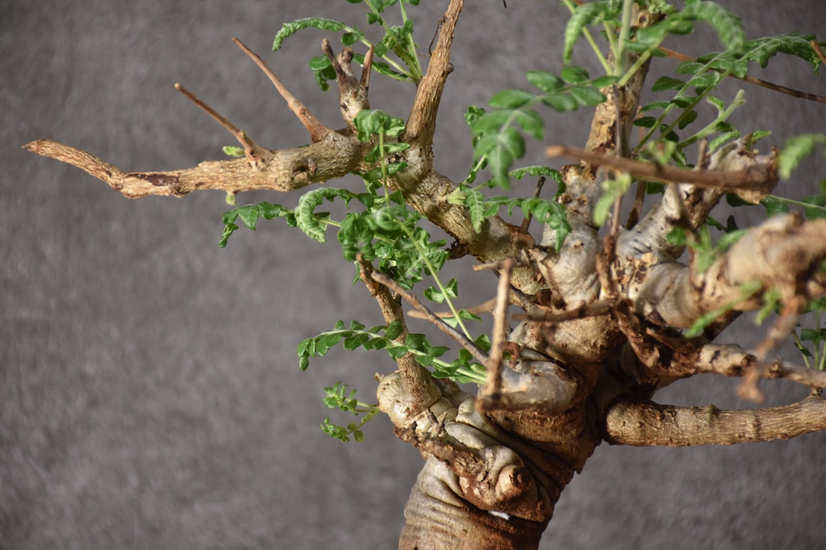 Boswellia neglecta ボスウェリア ネグレクタ 発根済現地株 #9 Boswellia neglecta ボスウェリア ネグレクタ 発根済現地株 #9