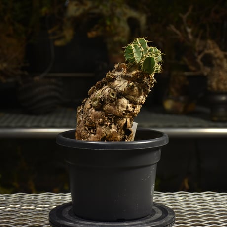 Euphorbia mlanjeana　ユーフォルビア ムランジーナ 発根済現地株 I47