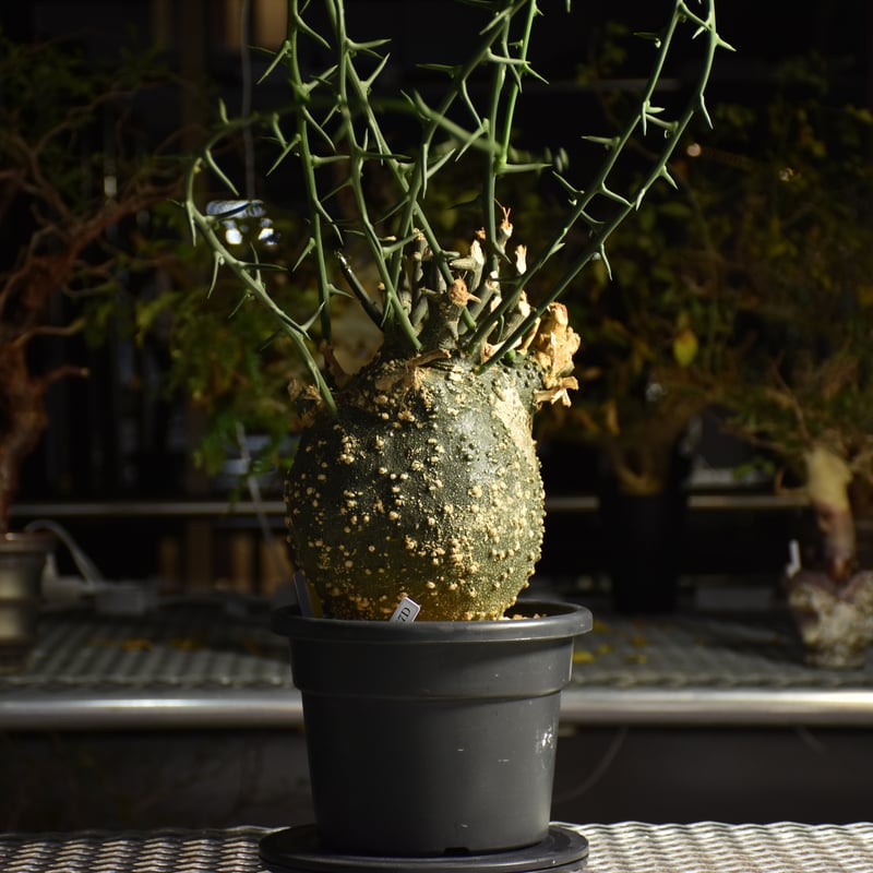 アデニア グロボーサ　現地株　週末セール Adenia grobosa アデニア グロボーサ 発根済現地株 D29 | BONDEX