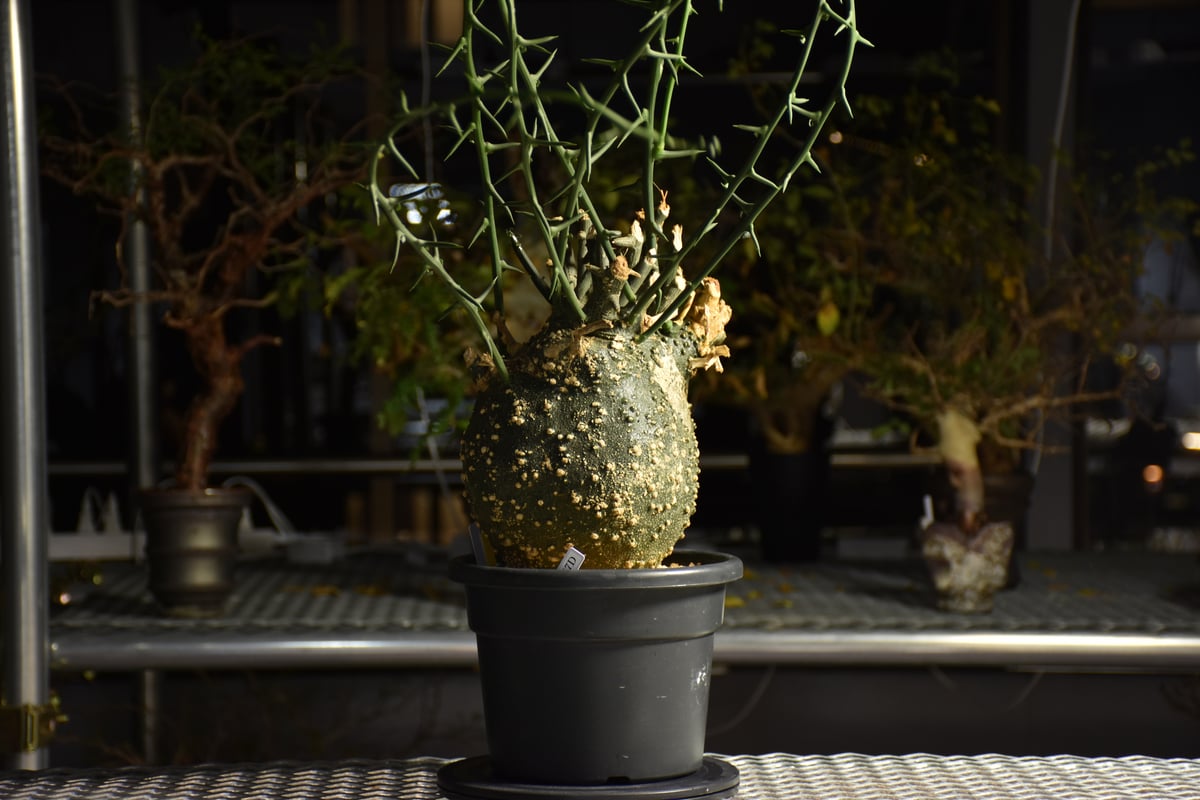 fit=scale-down,w=1200