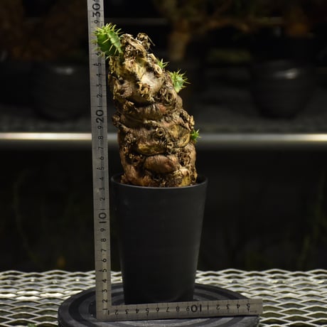 Euphorbia mlanjeana　ユーフォルビア ムランジーナ 発根済現地株 I37