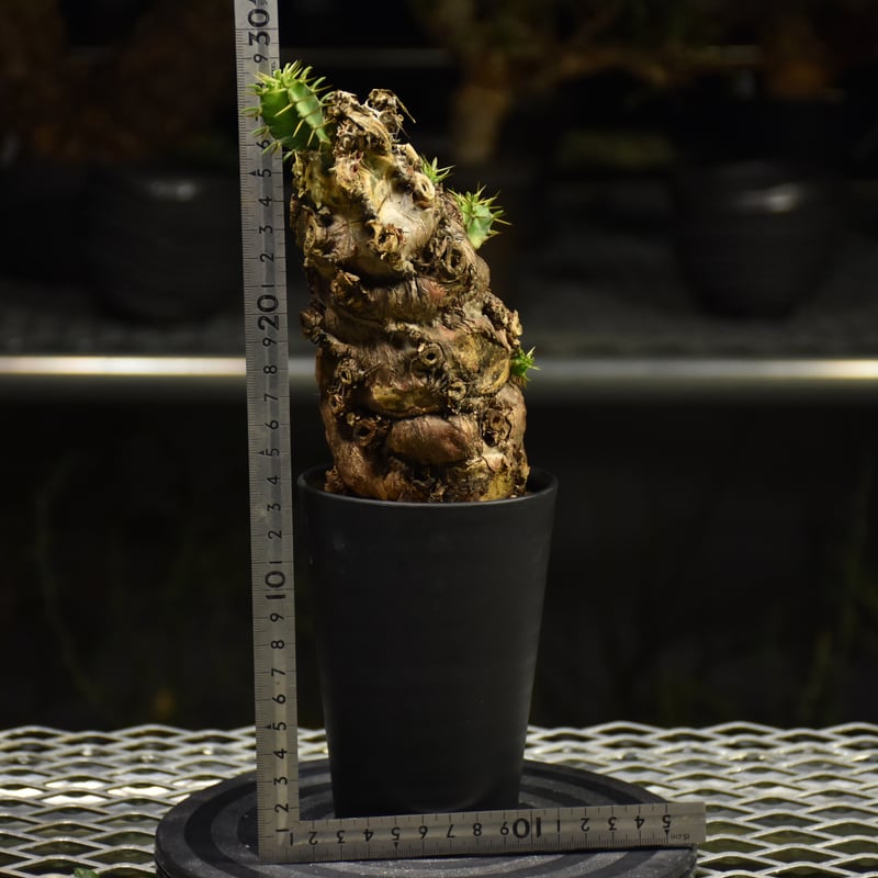 ユーフォルビア　ムランジーナ Euphorbia mlanjeana ユーフォルビア ムランジーナ 発根済現地株