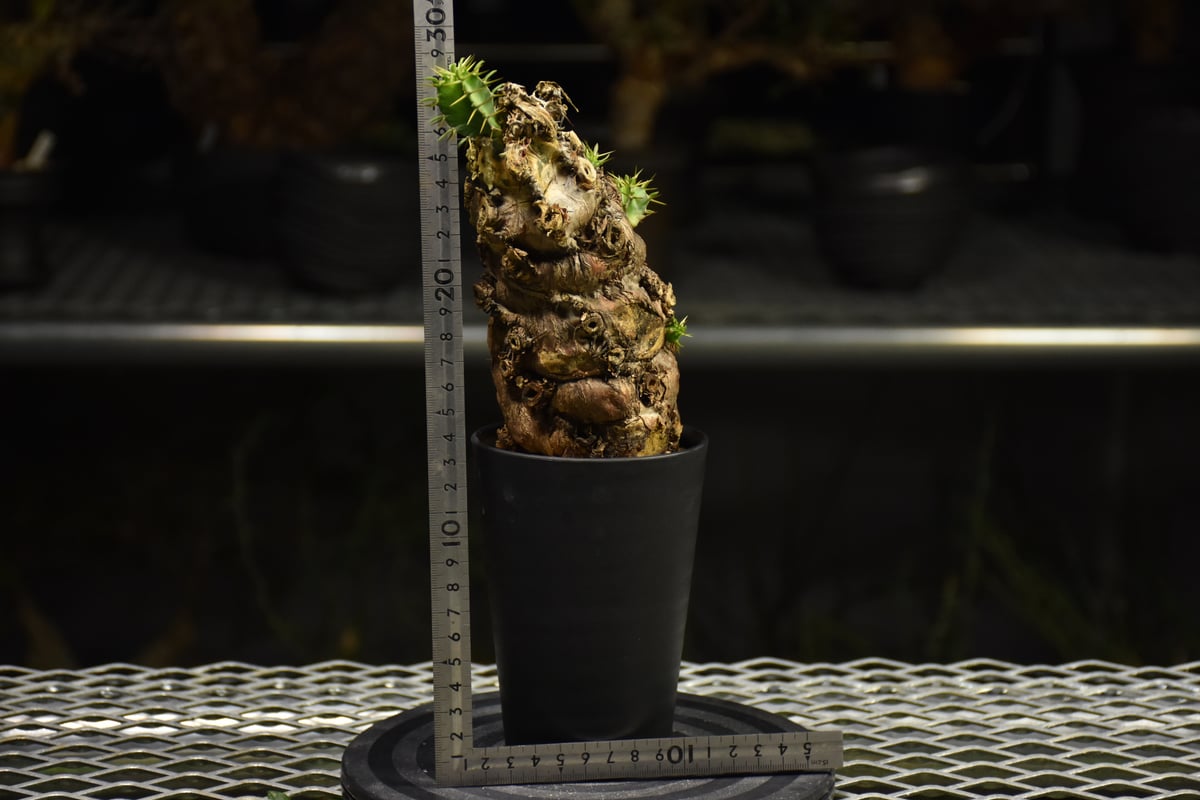 Euphorbia mlanjeana ユーフォルビア ムランジーナ 発根済現地株