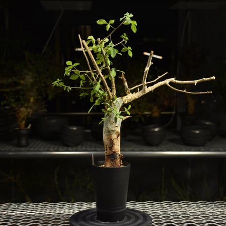 発根済　コミフォラ　サクシコラ Yahoo!オークション - 【発根済み】コミフォラ サクシコラ②