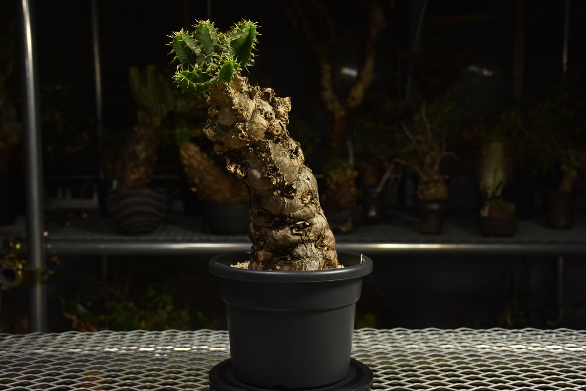 ユーフォルビア・ムランジーナ鉢入り発送　Euphorbia Mlanjeana Euphorbia mlanjeana ユーフォルビア ムランジーナ 発根済現地株 I82 |