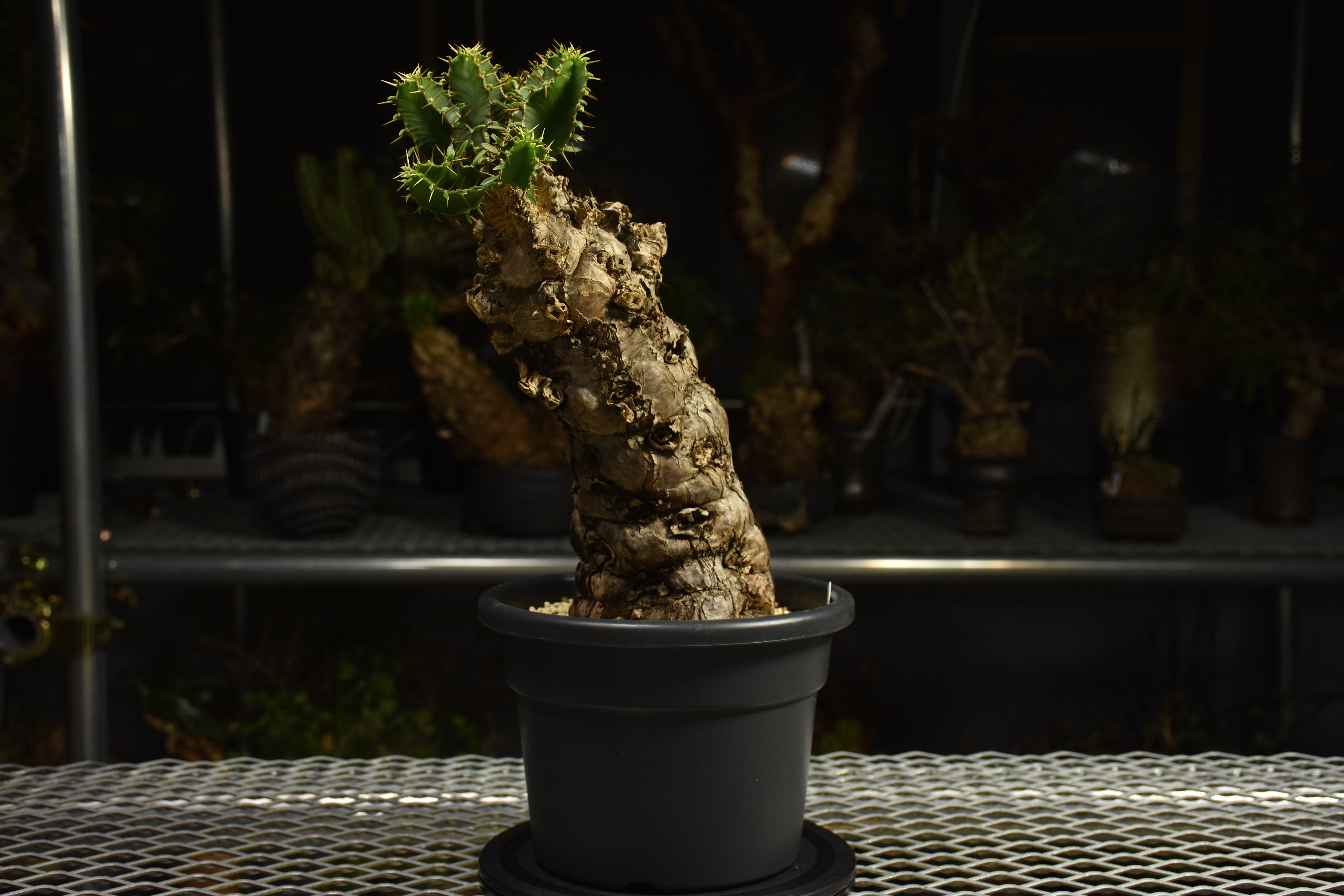 Euphorbia mlanjeana ユーフォルビア ムランジーナ 発根済現地株 I82 |