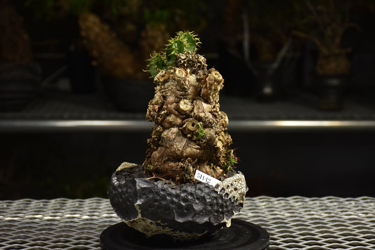 Euphorbia mlanjeana ユーフォルビア ムランジーナ 発根済現地株 I79 |