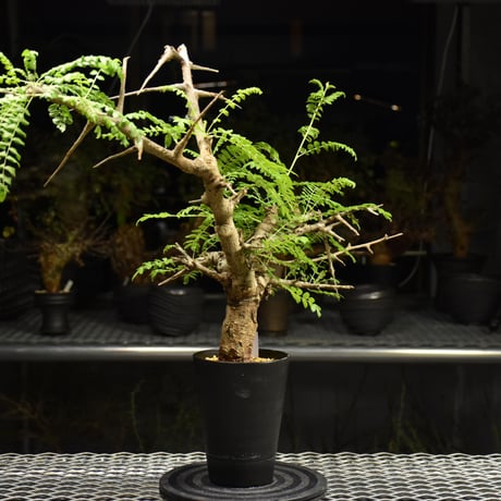 Boswellia neglecta　ボスウェリア ネグレクタ　発根済現地株　H19