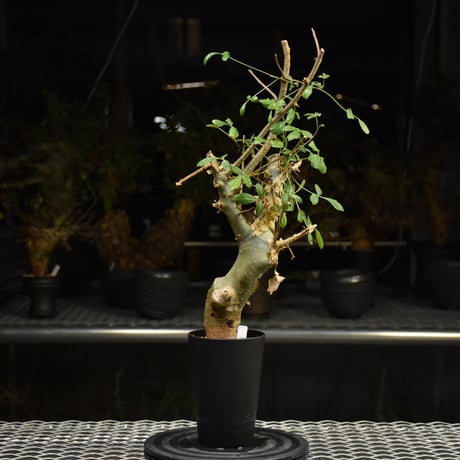 Commiphora holtziana コミフォラ ホルトジアナ 発根済現地株 H29