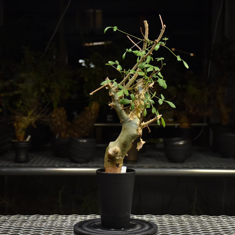 Commiphora holtziana コミフォラ ホルトジアナ 発根済現地株 H29 |
