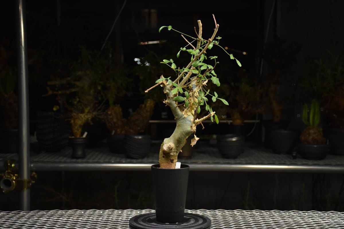 Commiphora holtziana コミフォラ ホルトジアナ 発根済現地株 H29 |