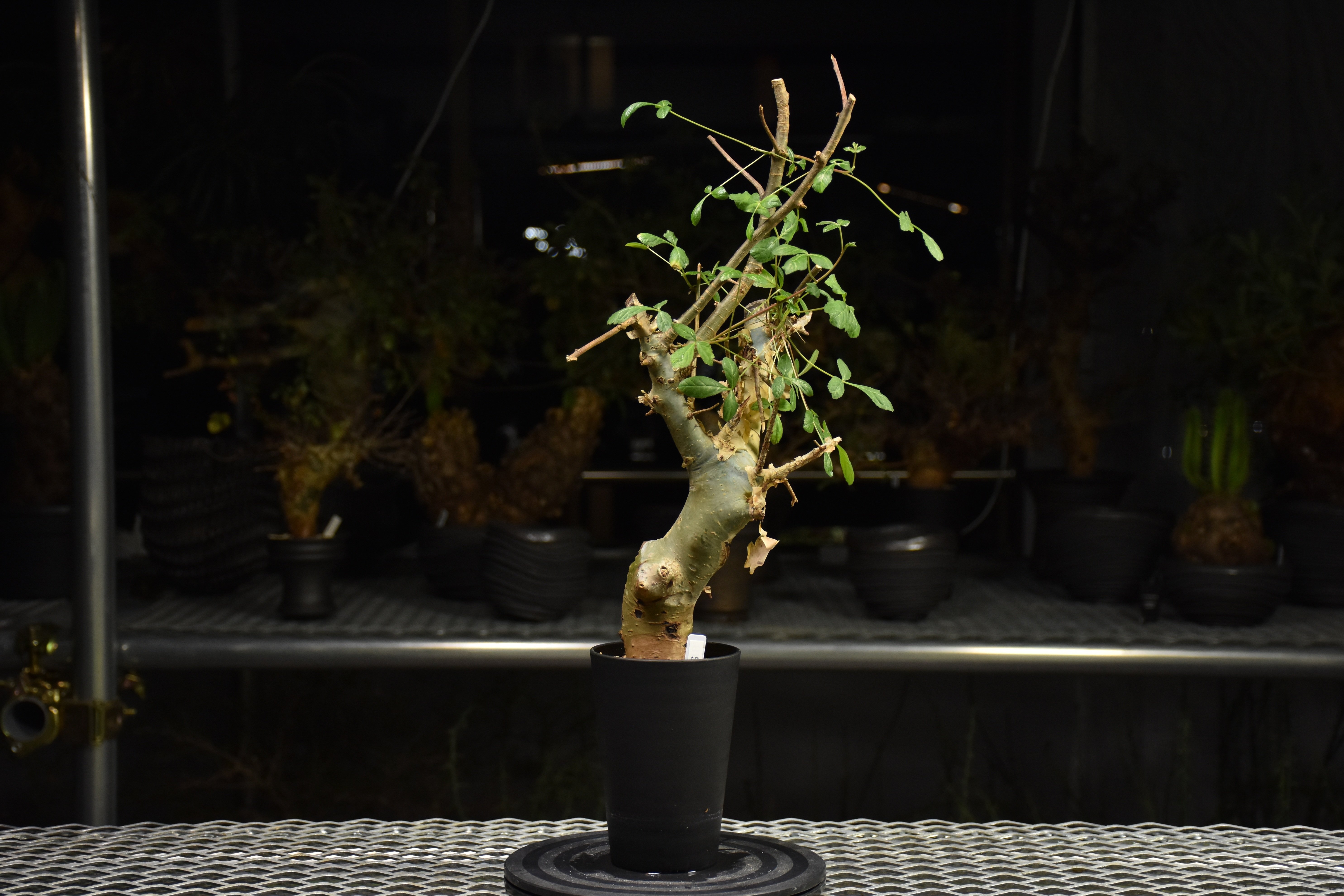 Commiphora holtziana コミフォラ ホルトジアナ 発根済現地株 H29 |