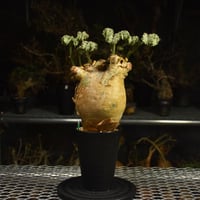 Euphorbia mlanjeana ユーフォルビア ムランジーナ 発根済現地株 I39 |