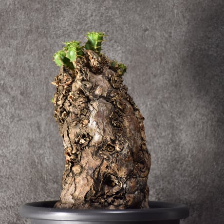 Euphorbia mlanjeana　ユーフォルビア ムランジーナ 発根済現地株 #9
