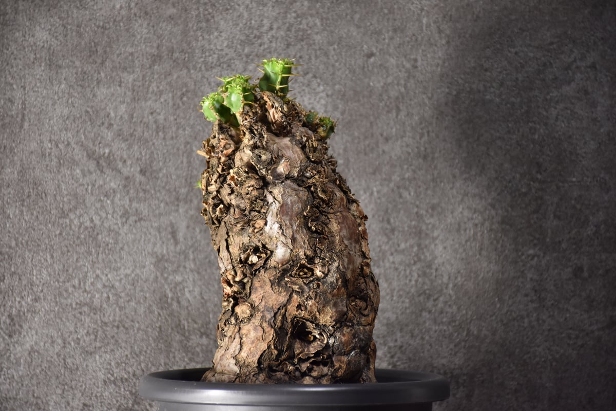 Euphorbia mlanjeana ユーフォルビア ムランジーナ 発根済現地株