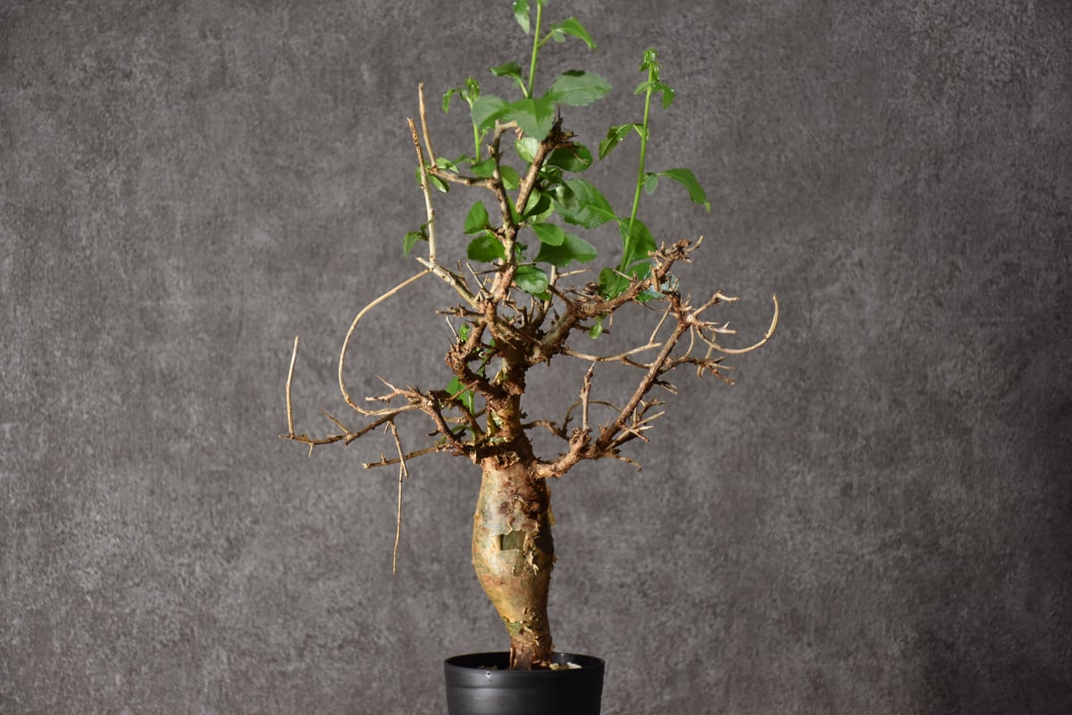 コミフォラ　ハベシニカ　奇形　変態株　現地球　発根済み　ハシベニカ コミフォラ ハベシニカ 奇形 変態株 現地球 発根済み ハシベニカ