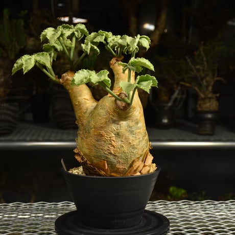 Cyphostemma uter var. macropus　キフォステンマ ウター マクロプス 発根済現地株 I57