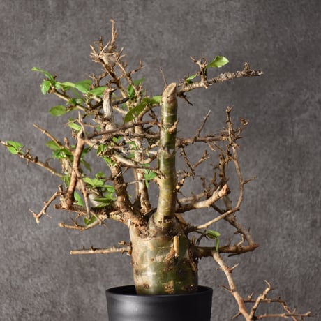 Commiphora habessinica  コミフォラ ハベシニカ 発根済現地株 #1