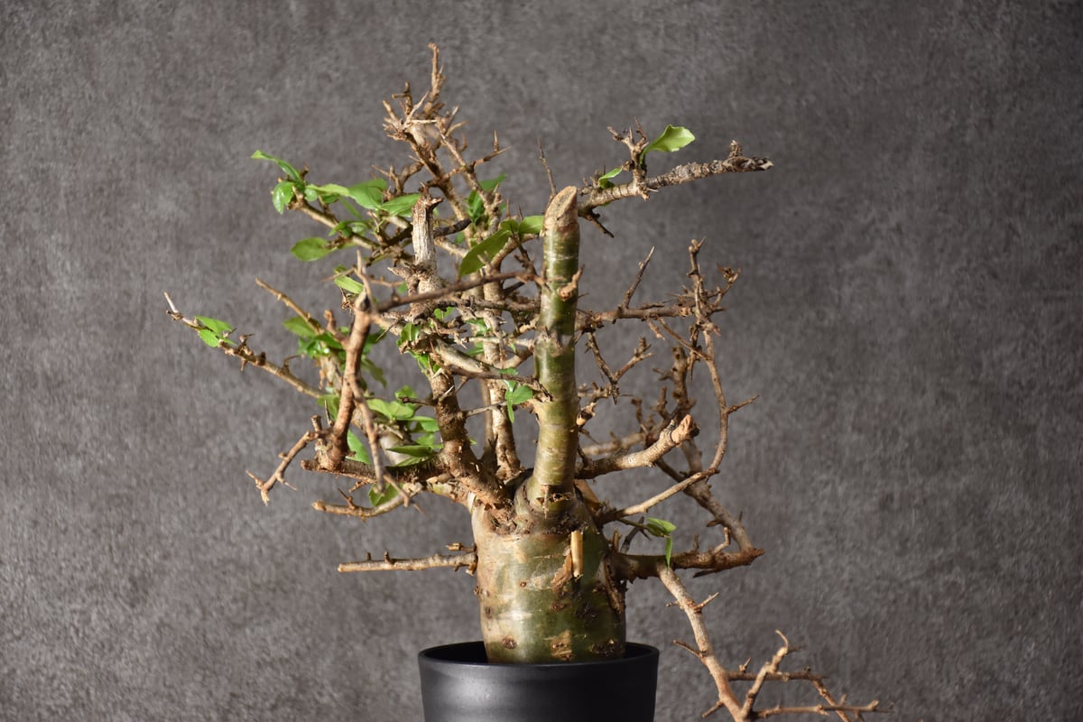 Commiphora habessinica コミフォラ ハベシニカ 発根済現地株 #1 |