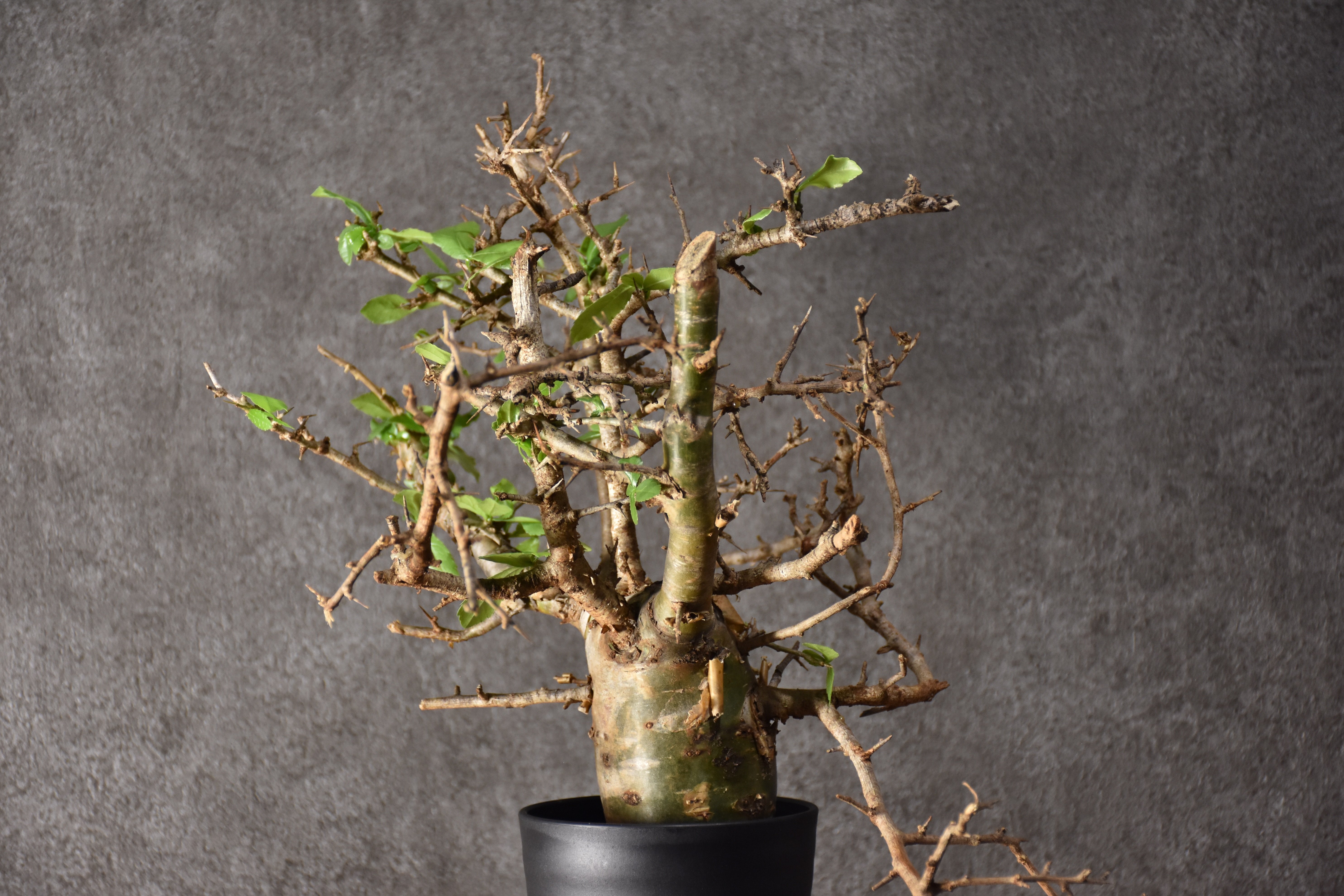 Commiphora habessinica コミフォラ ハベシニカ 発根済現地株 #1 |