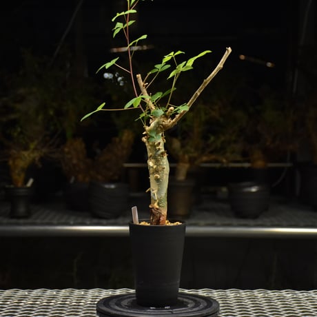 Commiphora holtziana コミフォラ ホルトジアナ 発根済現地株 H31