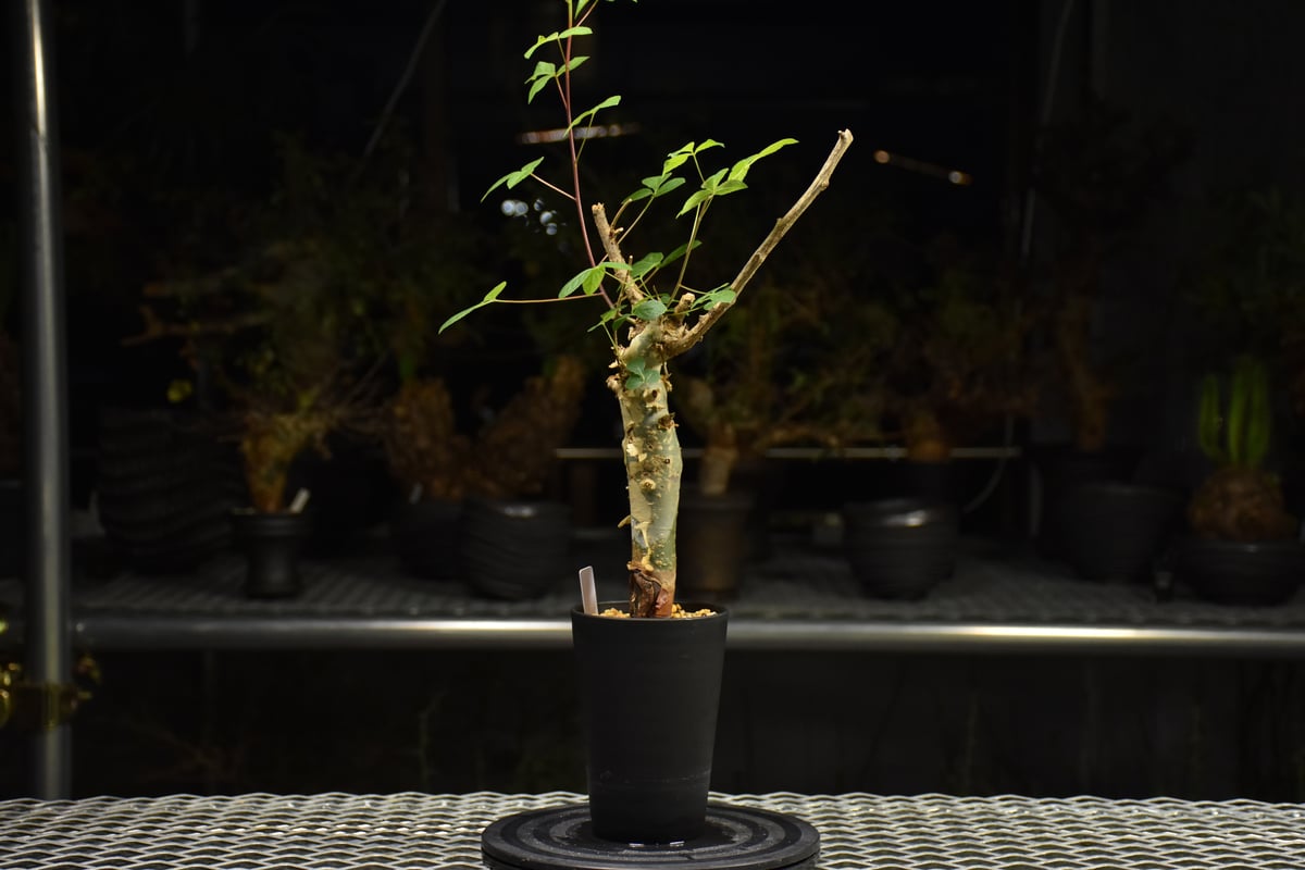 Commiphora holtziana コミフォラ ホルトジアナ 発根済現地株 H31 |