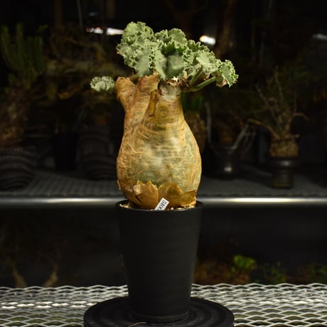 Cyphostemma uter var. macropus　キフォステンマ ウター マクロプス 発根済現地株 I59