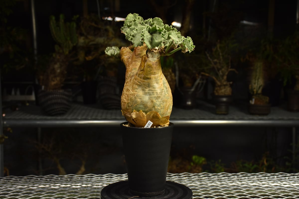 Cyphostemma uter var. macropus キフォステンマ ウター マクロプ
