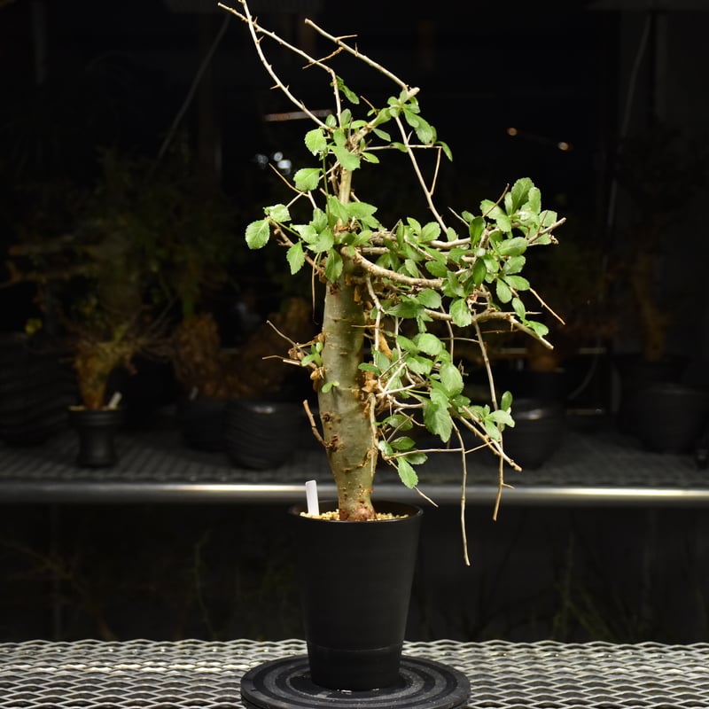 Commiphora habessinica コミフォラ ハベシニカ 発根済現地株 H8