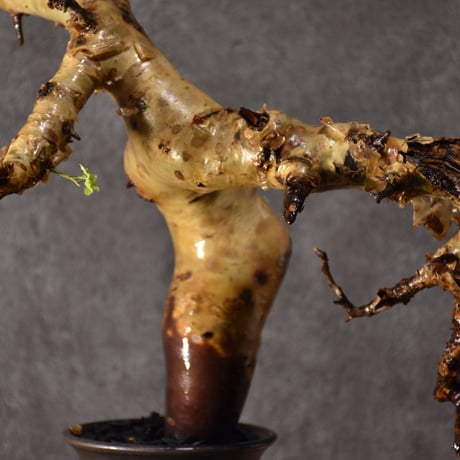 Commiphora kataf pure コミフォラ ピュアカタフ 発根済現地株 2 ソマリア産