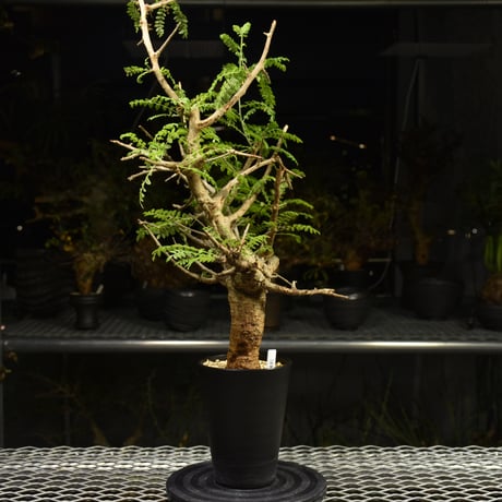 Boswellia neglecta　ボスウェリア ネグレクタ　発根済現地株　H14