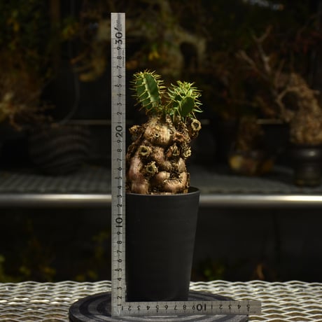 Euphorbia mlanjeana　ユーフォルビア ムランジーナ 発根済現地株 I33